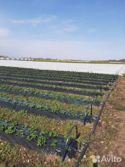 Сборщик клубники