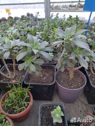 Суккуленты, Эониумы из питомника