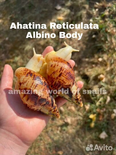 Улитки ахатины