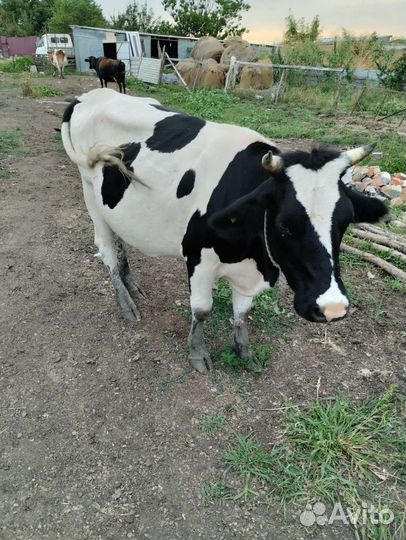 Коровы и телки