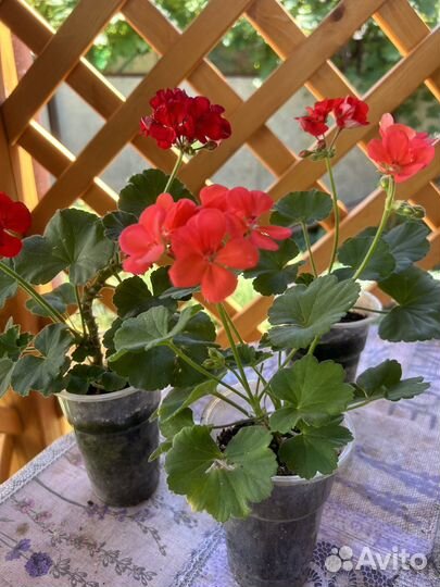 Домашние цветы