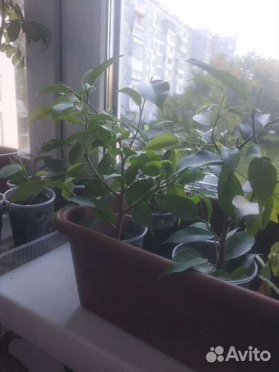 Фикус бенджамина