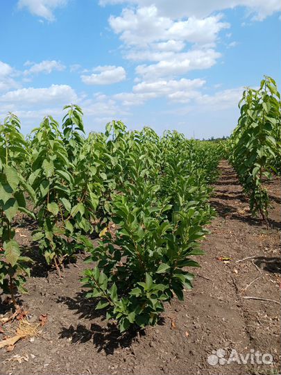 Саженцы колоновидных деревьев