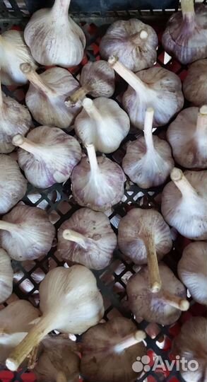 Продам чеснок
