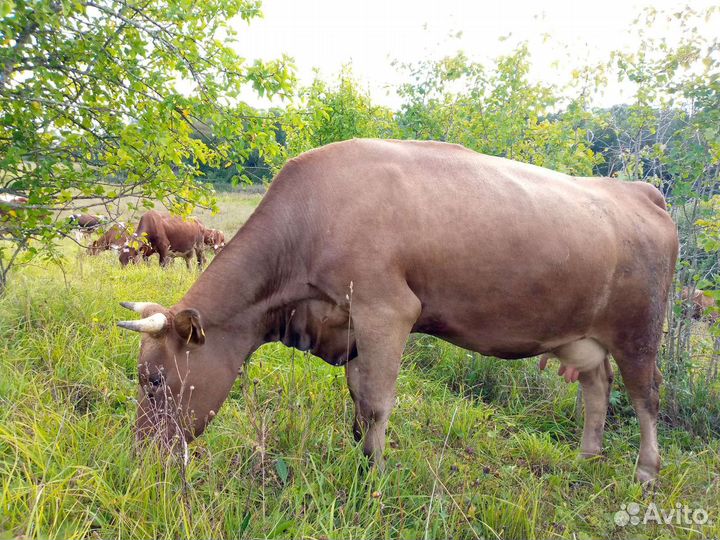 Нетель джерси стельные