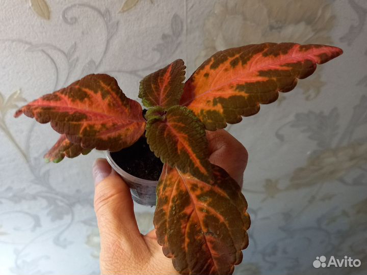 Колеусы, плектрантусы