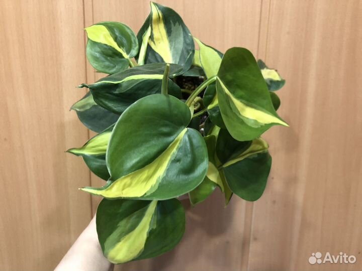 Филодендрон сканденс бразил