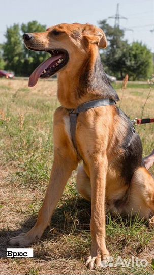 Ласковый котенок внутри пес снаружи ищет дом