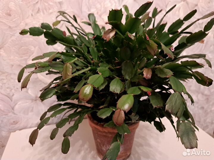 Аглаонема, Адиантум, Бегония, Декабрист,Ктенанта