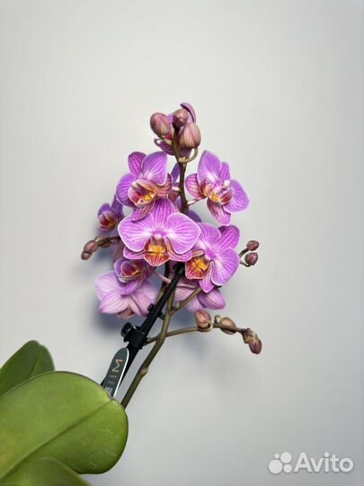Орхидея фаленопсис