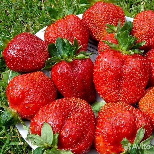 Усы клубника Королева Елизавета 2