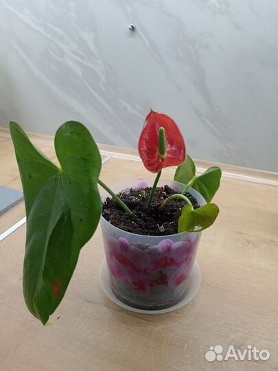 Антуриум мужское счастье