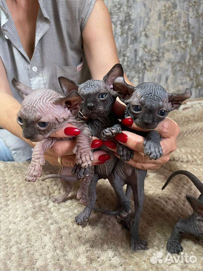 Канадский сфинкс