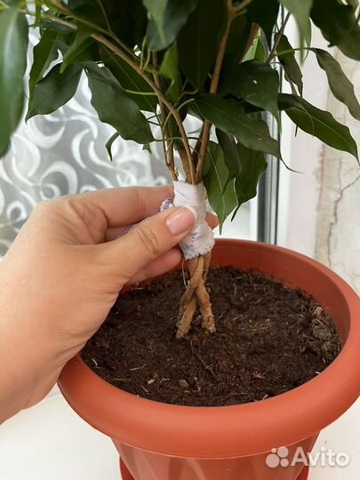 Фикус бенджамина