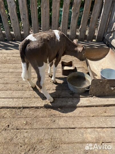 Телята телочки