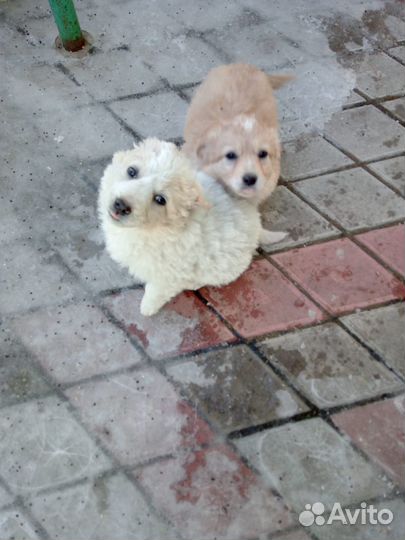 Очаровательные щенки дворняги