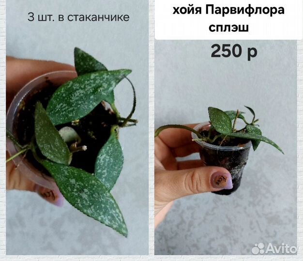 Хойи укорененные (дисхидии)