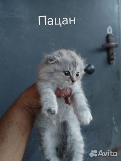 Вислоухие котята