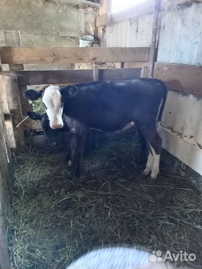 Телята телочки