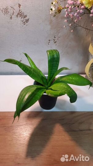 Сансевиерия ханни