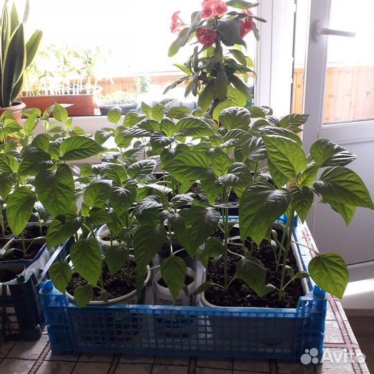 Рассада перец