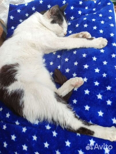 Отдам в хорошие руки котенка