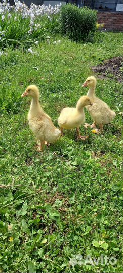 Гусята