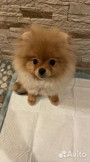 Передержка домашних животных