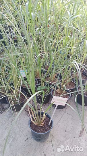 Лаванда,Шалфей,Ковыль,Мискантус в ассортименте