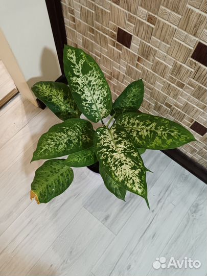 Диффенбахия