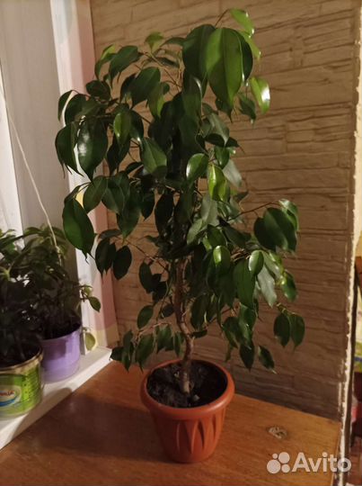 Фикус бенджамина