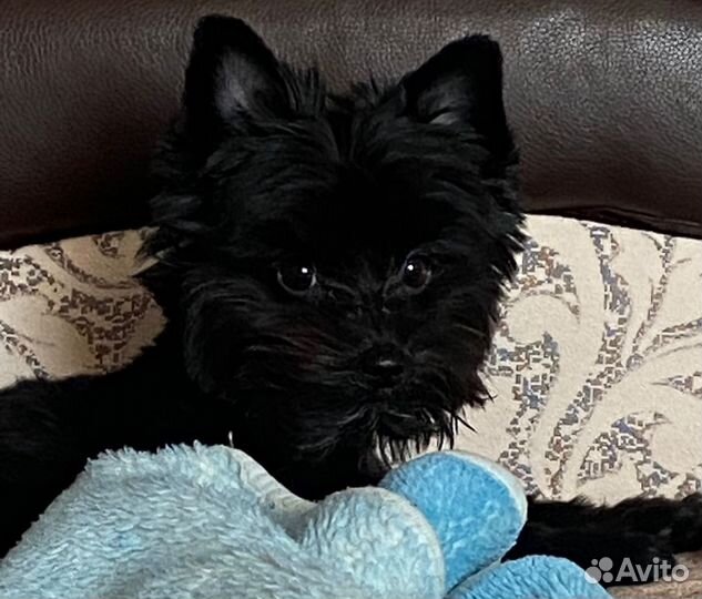 Йоркширский терьер