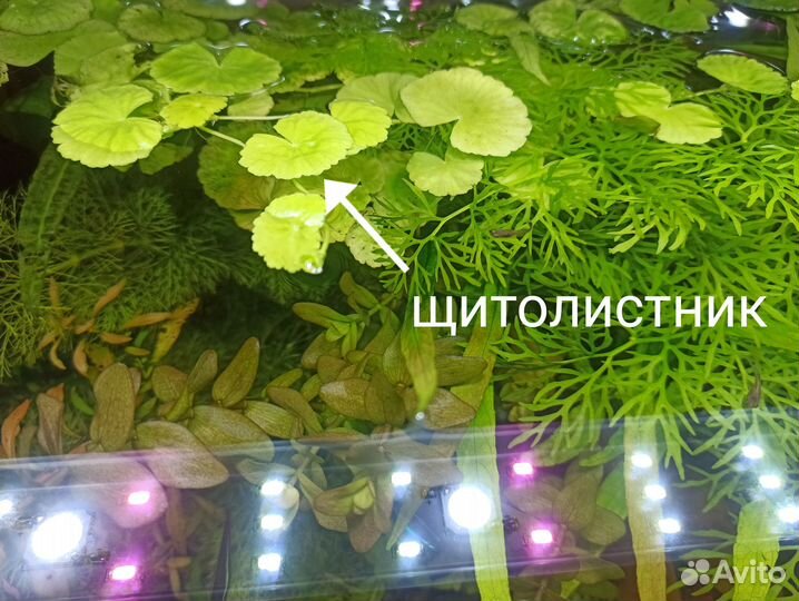 Аквариумные растения, прополка, гуппи