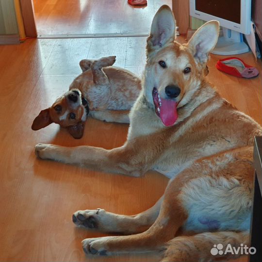 Передержка животных, выгул собак