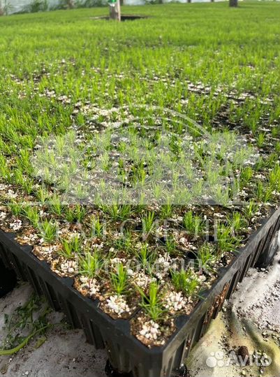 Предзаказ Горная сосна Мугус зкс сеянцы