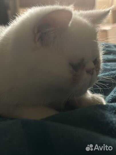 Экзотическая