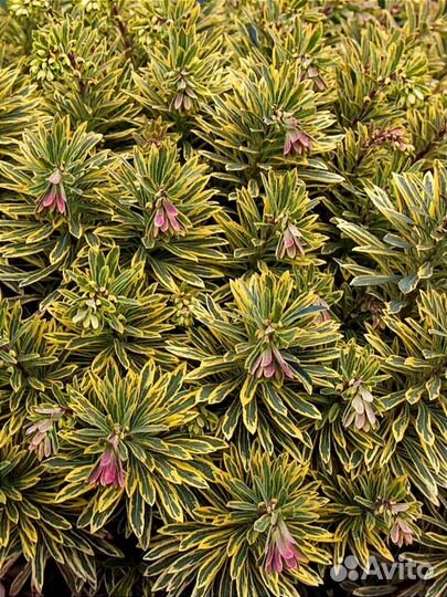 Мартина Эскот Рейнбоу