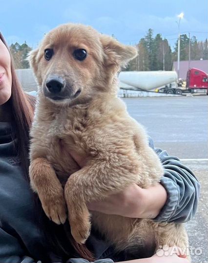 Щеночек в добрые ручки