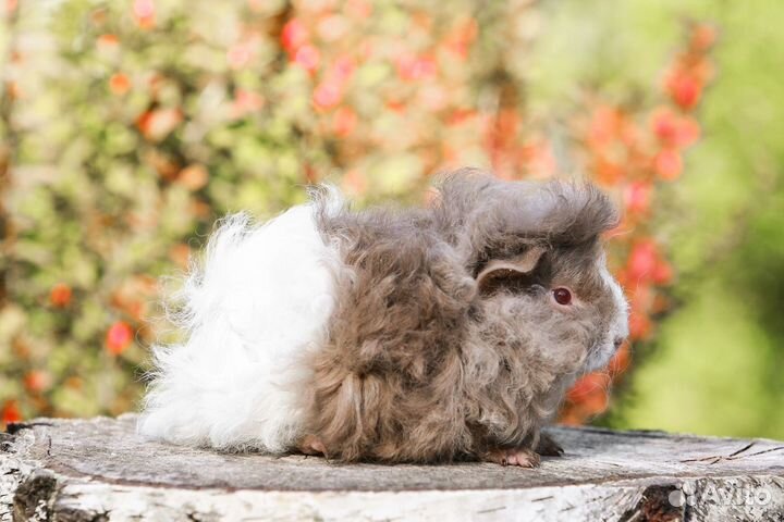 Морские свинки лункария