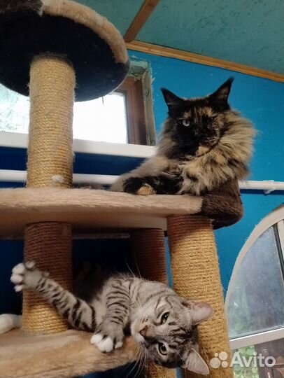 Котики в добрые руки