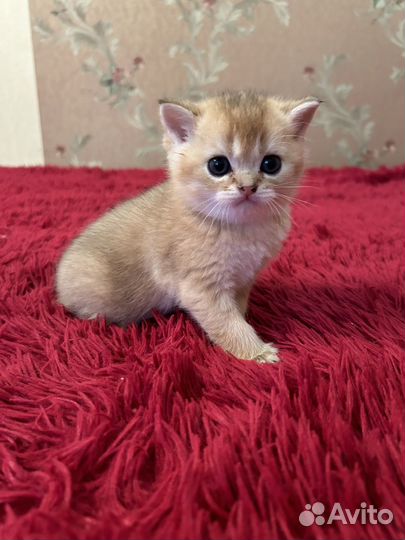 Шотландские котята