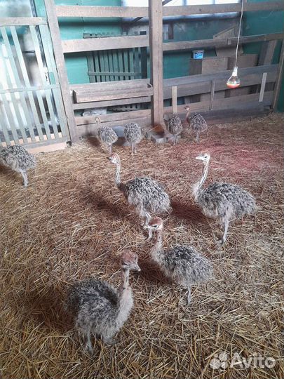 Цыплята страуса