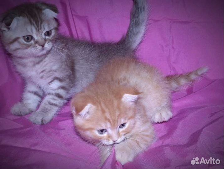 Рыжий котик