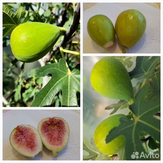 Саженцы инжира