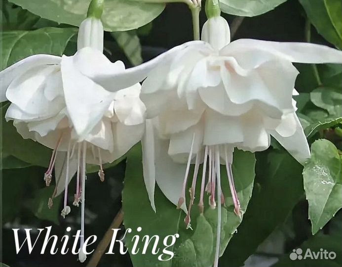 Фуксия сортовая ампельная