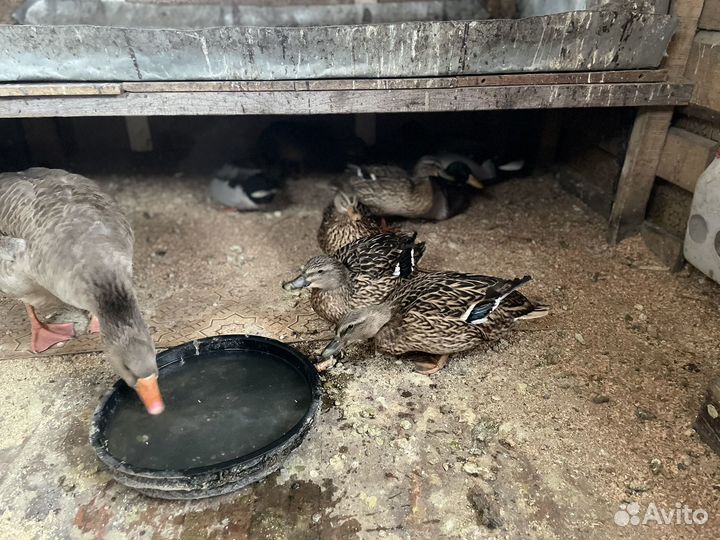 Подсадные утки