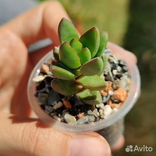 Суккуленты