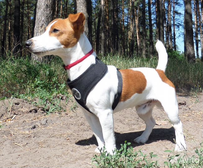 Два Джека Рассела для вязки