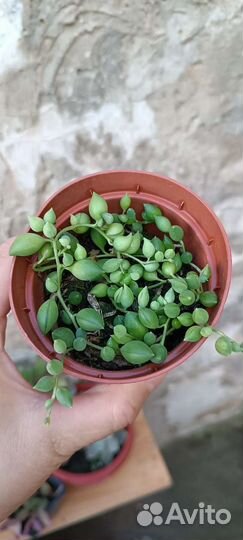 Крестовник Роули