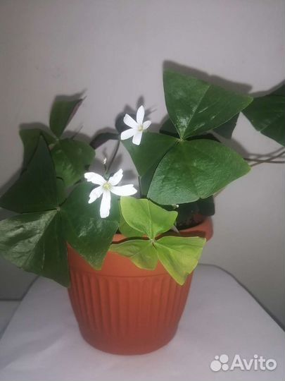 Кислица оксалис